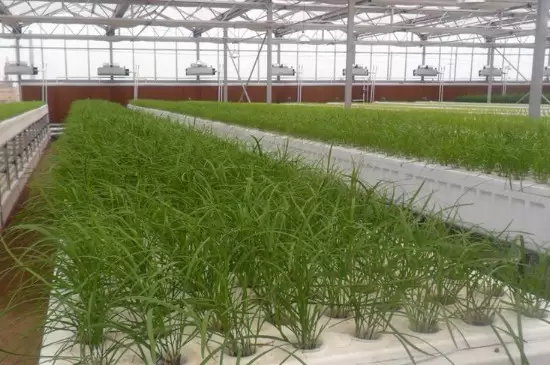 无土瓶栽花卉的花材获取途径有哪些 无土瓶栽花卉的花材获取途径有哪些
