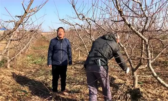 桃树冬剪什么时间最好 桃树冬剪什么时间最好