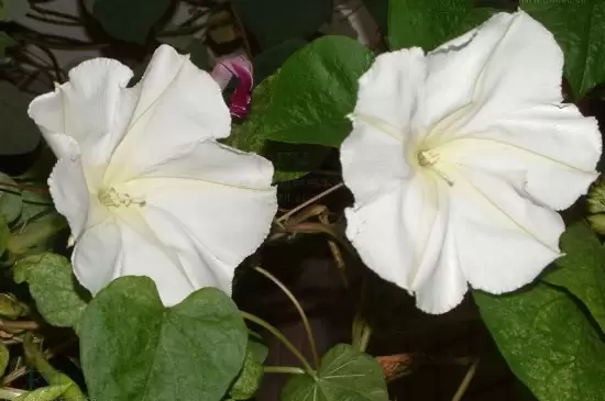 月光花的花语 月光花的花语