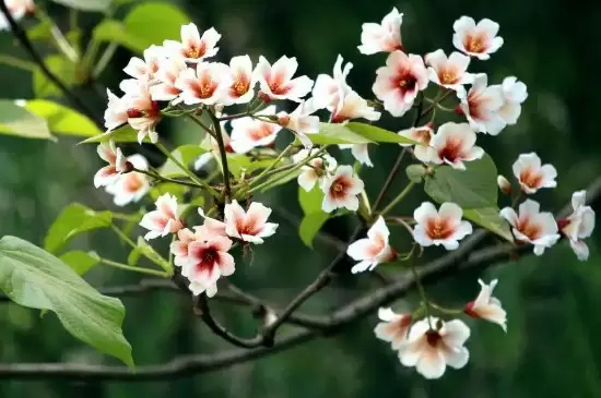 杏桐花的花语是什么 杏桐花的花语是什么