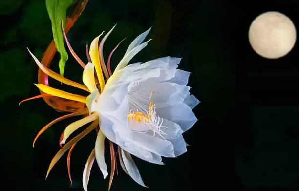 昙花一现只为韦陀的故事传说 昙花一现只为韦陀的故事传说