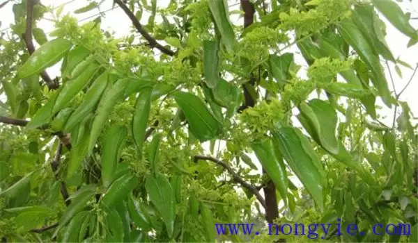 枣树开花时间是几月份,枣花开放有哪些特点 枣树开花时间是几月份,枣花开放有哪些特点