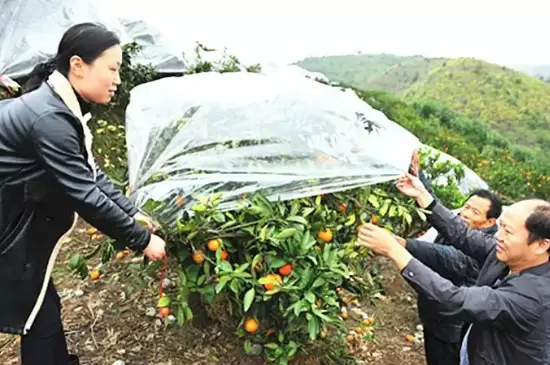 植物过冬方式有哪几种有哪些 植物过冬方式有哪几种有哪些