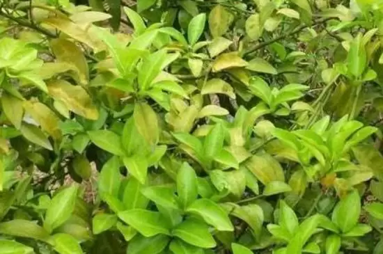 植物叶子发黄是什么原因 植物叶子发黄是什么原因