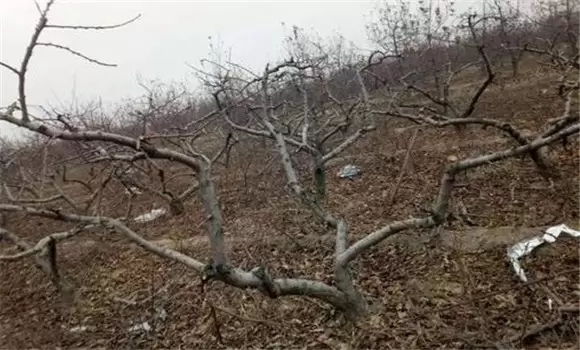 桃树的树形有哪些 桃树的树形有哪些