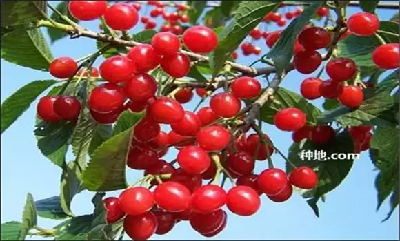 樱桃树几年结果 樱桃树几年结果