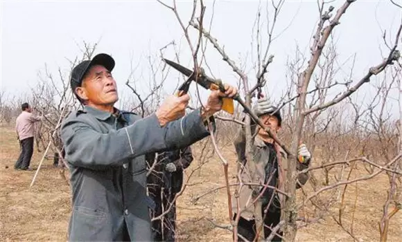 枣树修剪原则及时间