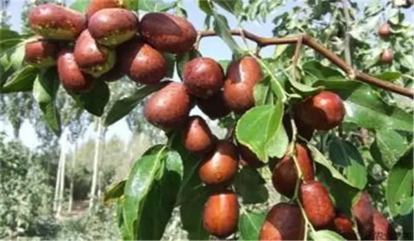 枣缩果病用什么药防治,怎样提前预防枣缩果病 枣缩果病用什么药防治,怎样提前预防枣缩果病