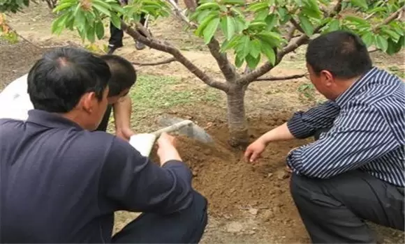 樱桃秋季施肥时间是什么时候 樱桃秋季施肥时间是什么时候
