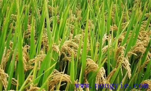 早稻中后期的水浆管理、肥料管理与病虫害防治 早稻中后期的水浆管理、肥料管理与病虫害防治