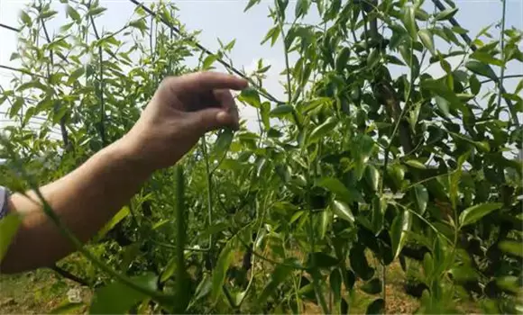 枣树夏季修剪与管理技术要点 枣树夏季修剪与管理技术要点