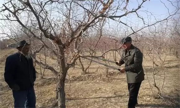 枣树放任树的修剪方法 枣树放任树的修剪方法