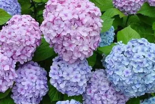 怎样养殖绣球花 怎样养殖绣球花
