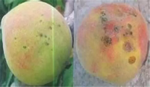 桃树疮痂病的发生规律及防治方法 桃树疮痂病的发生规律及防治方法