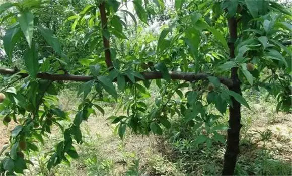 桃树夏季修剪方法有哪些 桃树夏季修剪方法有哪些