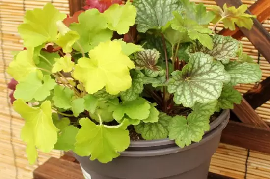 抗冻耐寒的室内植物 抗冻耐寒的室内植物