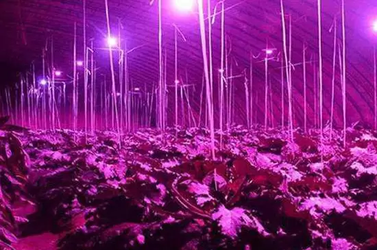 植物补光灯和普通灯的区别 植物补光灯和普通灯的区别