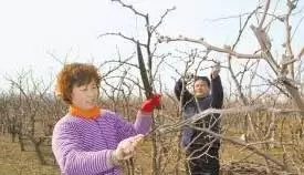 枣树抹芽的时期与方法 枣树抹芽的时期与方法