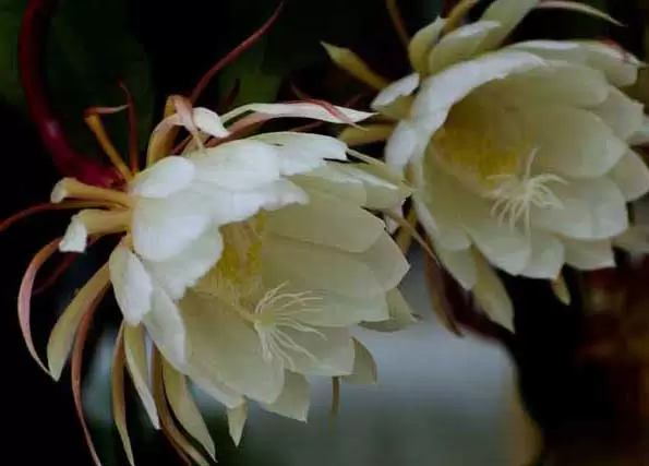 昙花-有关昙花的资料 昙花-有关昙花的资料