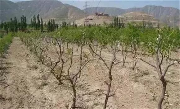 枣树种植时间和方法 枣树种植时间和方法