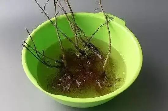 树枝生根最简单方法 树枝生根最简单方法