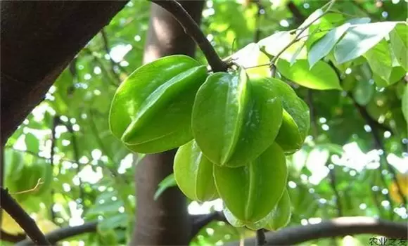 杨桃树适合什么地方种植 杨桃树适合什么地方种植