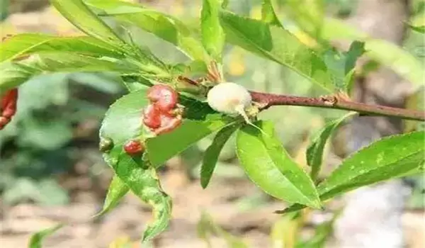 桃缩叶病防治方法,告诉你桃树缩叶病用什么农药