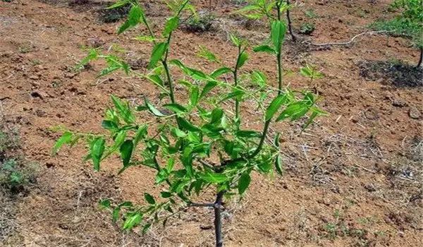 枣树的种植方法和技术要点、步骤 枣树的种植方法和技术要点、步骤