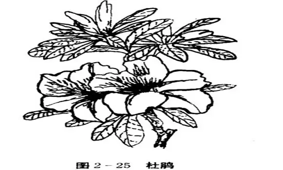 怎样养杜鹃花,杜鹃花怎么养 怎样养杜鹃花,杜鹃花怎么养