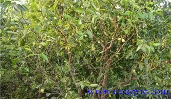 枣锈病的发病规律及病原是什么？