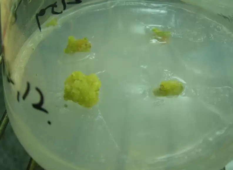 愈伤组织作为细胞突变体筛选的培养材料有什么好处? 愈伤组织作为细胞突变体筛选的培养材料有什么好处?