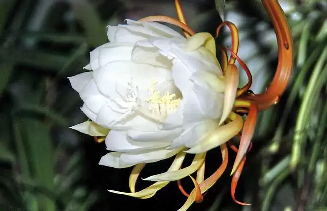 昙花可以吃吗 昙花可以吃吗