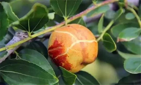 枣树裂果原因是什么 枣树裂果原因是什么