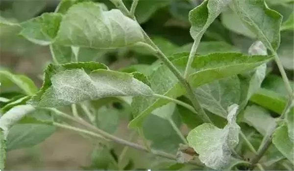 桃树白粉病的发生规律与防治方法 桃树白粉病的发生规律与防治方法