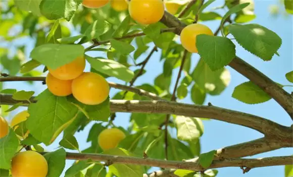 杏树种植常见病虫害防治技术 杏树种植常见病虫害防治技术