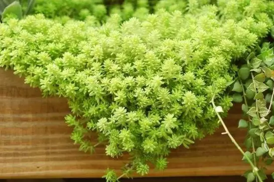 植株矮小漂亮的花有哪些 植株矮小漂亮的花有哪些