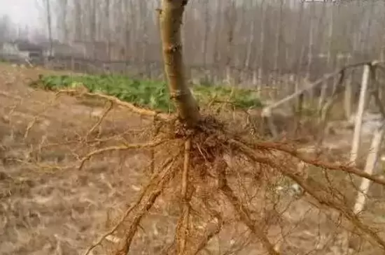 植物生长最快的部分是 植物生长最快的部分是