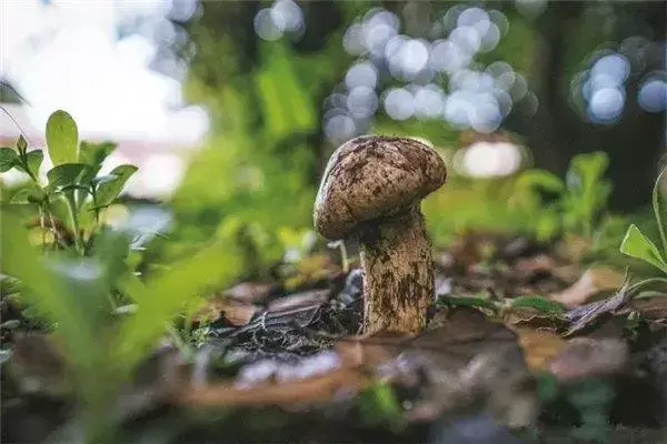 松茸莫斯的养护方法,提供适宜的生长环境 松茸莫斯的养护方法,提供适宜的生长环境