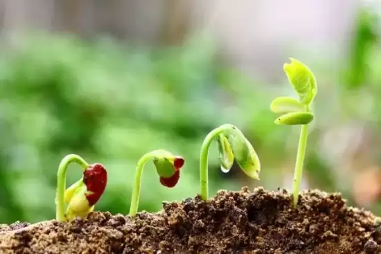 植物缺肥症状及对应的花肥沤制方法:薄肥淡施 植物缺肥症状及对应的花肥沤制方法:薄肥淡施