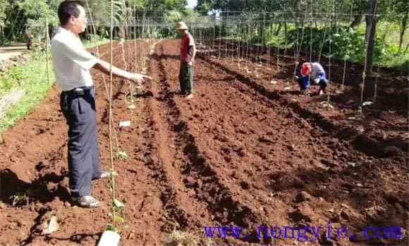 怎样种植合掌瓜 怎样种植合掌瓜