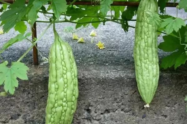 无土栽培蔬菜的成本,搭建毛竹大棚每亩只需5000-6000元左右 无土栽培蔬菜的成本,搭建毛竹大棚每亩只需5000-6000元左右