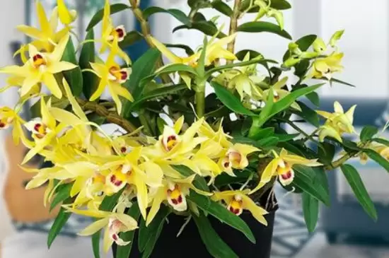 抗冻耐寒的室内植物 抗冻耐寒的室内植物