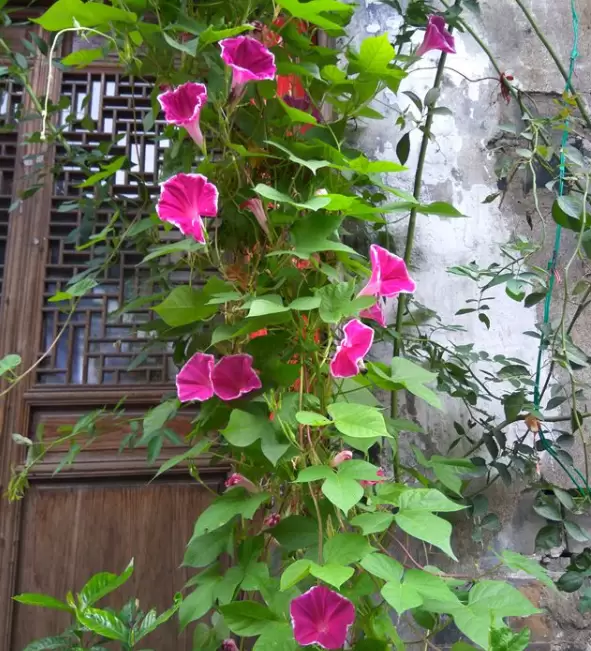 月光花的养殖方法及价值 月光花的养殖方法及价值