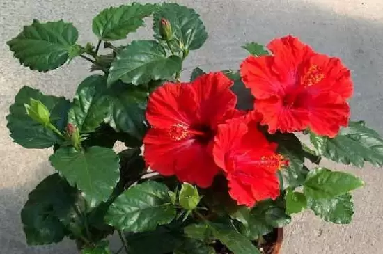 朱槿花的花语和寓意 朱槿花的花语和寓意