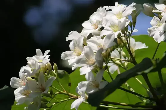 杏桐花的花语是什么 杏桐花的花语是什么
