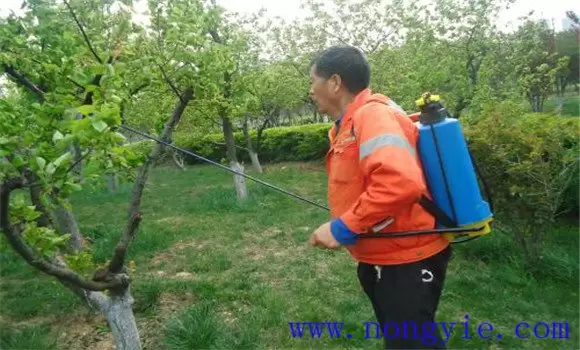 杏树采果后管理要注意的几件事 杏树采果后管理要注意的几件事