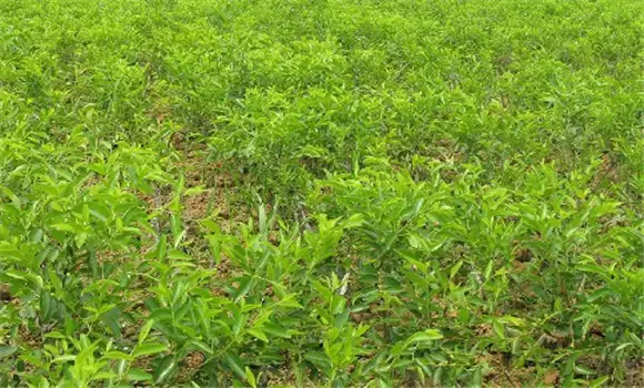 枣树怎样繁殖 枣树怎样繁殖