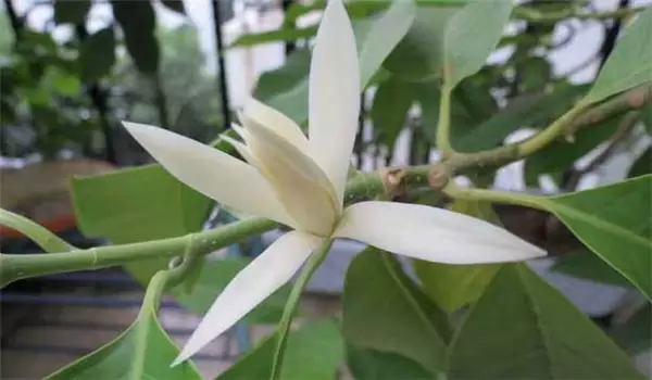 怎样培育白兰花，白兰花的养殖方法和注意事项