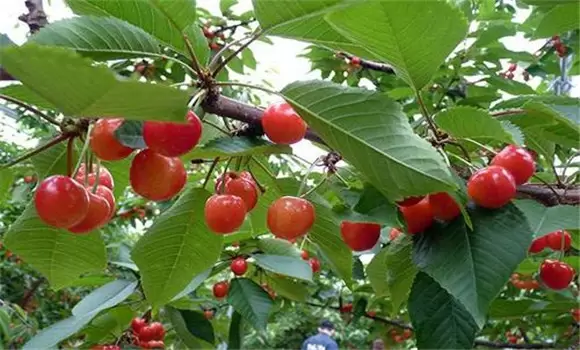 樱桃秋季施肥时间是什么时候 樱桃秋季施肥时间是什么时候