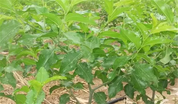 枣树红蜘蛛危害症状 枣树红蜘蛛危害症状